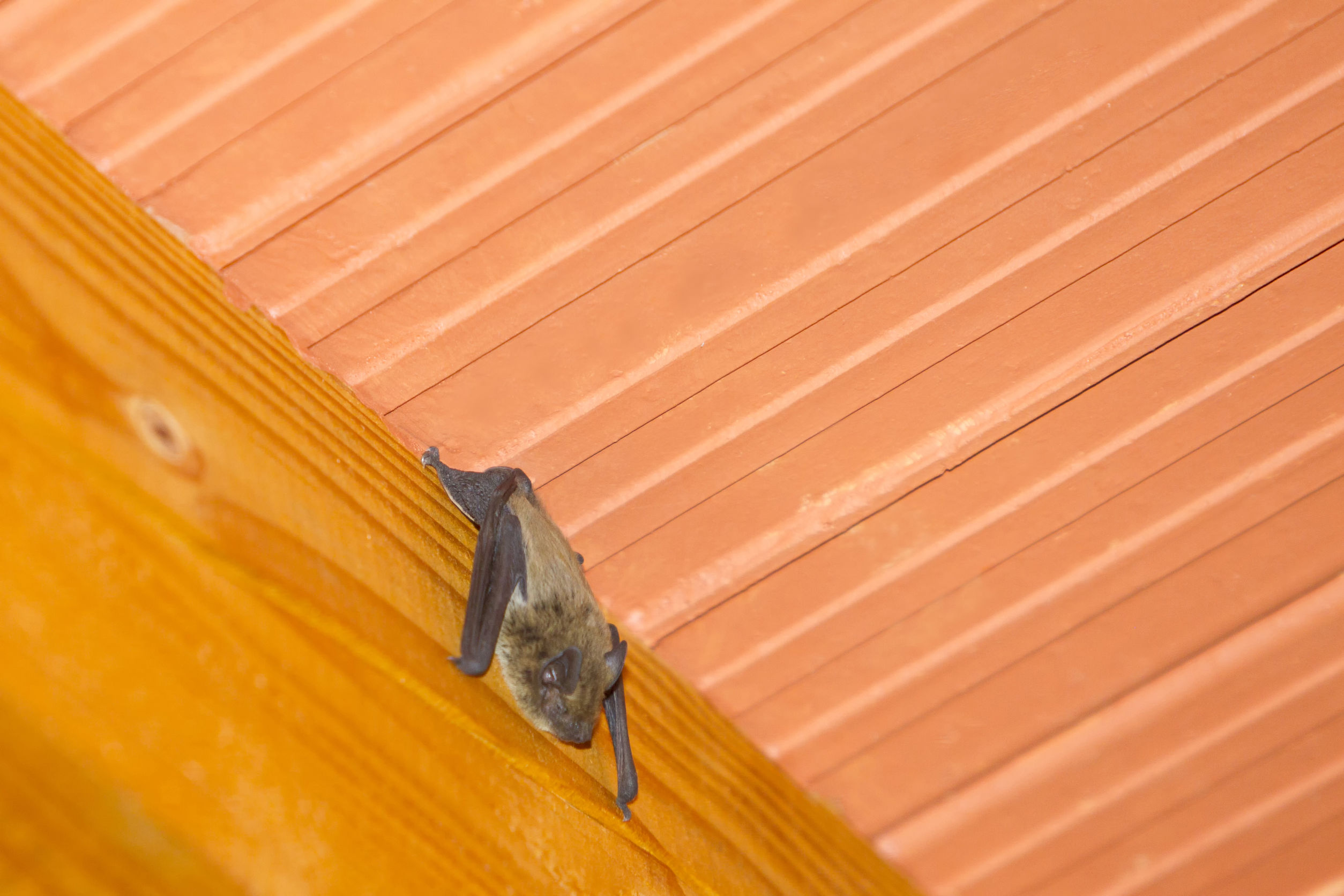 BAT REMOVAL VIRGINIA - Wildlife Removal Experts Get Rid of Bats from Homes - How To Get A Bat Out Of The House