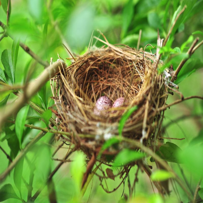McLean Bird Nest Removal