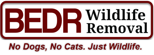 Wildlife Removal (703) 343-9383. Get rid of squirrels, raccoons, bats, bird nests. 